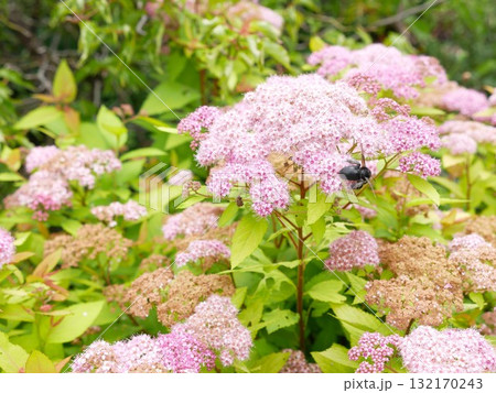 くまばち キムネクマバチ くまんばち 132170243