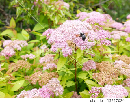 くまばち キムネクマバチ くまんばち 132170244