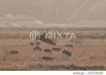 明け方鶴の飛翔 ‐鹿児島県出水‐ 明け方鶴の飛翔 ‐鹿児島県出水‐ 132170292