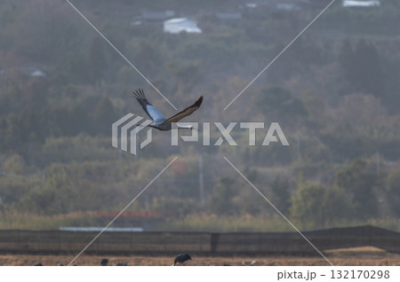 明け方鶴の飛翔 ‐鹿児島県出水‐ 132170298
