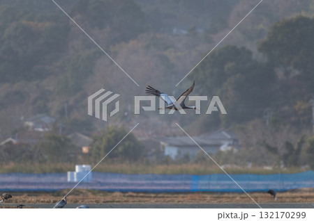 明け方鶴の飛翔 ‐鹿児島県出水‐ 132170299
