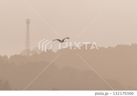 明け方鶴の飛翔 ‐鹿児島県出水‐ 明け方鶴の飛翔 ‐鹿児島県出水‐ 132170300