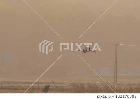 明け方鶴の飛翔 ‐鹿児島県出水‐ 132170308