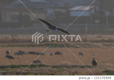 明け方鶴の飛翔 ‐鹿児島県出水‐ 132170309