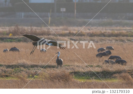 明け方鶴の飛翔 ‐鹿児島県出水‐ 132170310