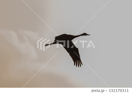 明け方鶴の飛翔 ‐鹿児島県出水‐ 132170311