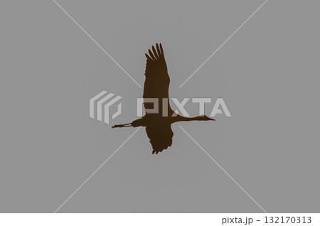 明け方鶴の飛翔 ‐鹿児島県出水‐ 132170313