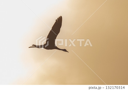 明け方鶴の飛翔 ‐鹿児島県出水‐ 132170314