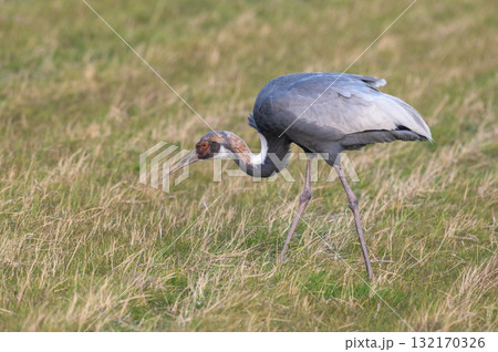 明け方鶴の飛翔 ‐鹿児島県出水‐ 132170326