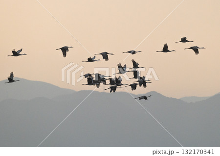 明け方鶴の飛翔 ‐鹿児島県出水‐ 明け方鶴の飛翔 ‐鹿児島県出水‐ 132170341