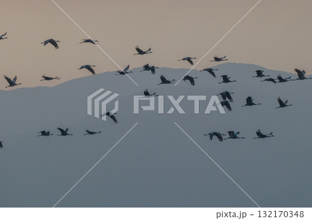 明け方鶴の飛翔 ‐鹿児島県出水‐ 132170348