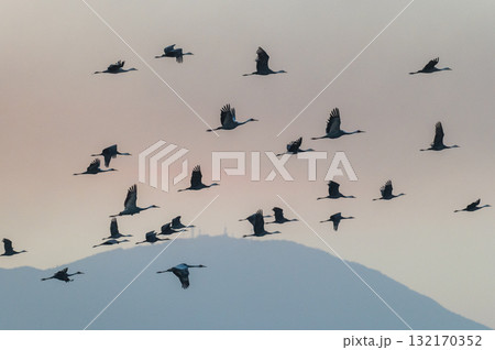 明け方鶴の飛翔 ‐鹿児島県出水‐ 明け方鶴の飛翔 ‐鹿児島県出水‐ 132170352