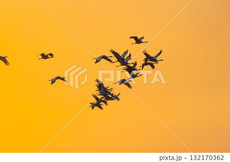 明け方鶴の飛翔 ‐鹿児島県出水‐ 132170362