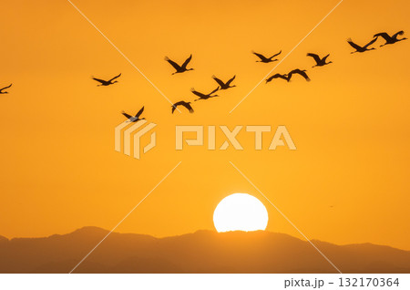 明け方鶴の飛翔 ‐鹿児島県出水‐ 132170364