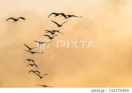 明け方鶴の飛翔 ‐鹿児島県出水‐ 明け方鶴の飛翔 ‐鹿児島県出水‐ 132170369
