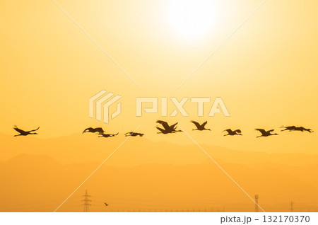 明け方鶴の飛翔 ‐鹿児島県出水‐ 132170370