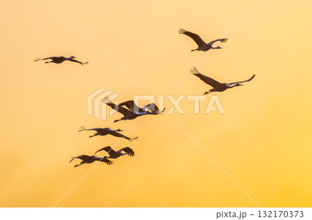 明け方鶴の飛翔 ‐鹿児島県出水‐ 132170373