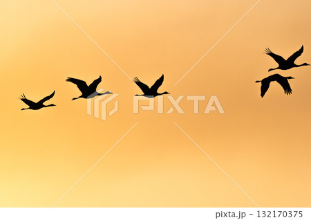 明け方鶴の飛翔 ‐鹿児島県出水‐ 132170375