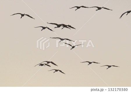 明け方鶴の飛翔 ‐鹿児島県出水‐ 132170380