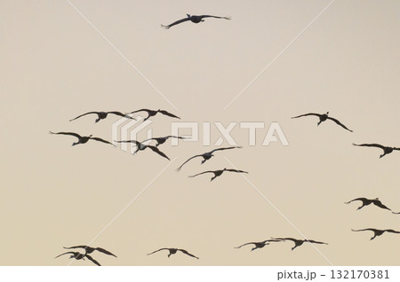 明け方鶴の飛翔 ‐鹿児島県出水‐ 132170381