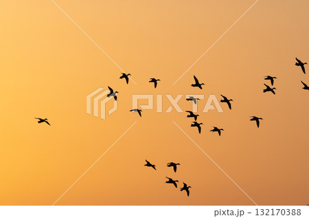 明け方鶴の飛翔 ‐鹿児島県出水‐ 明け方鶴の飛翔 ‐鹿児島県出水‐ 132170388