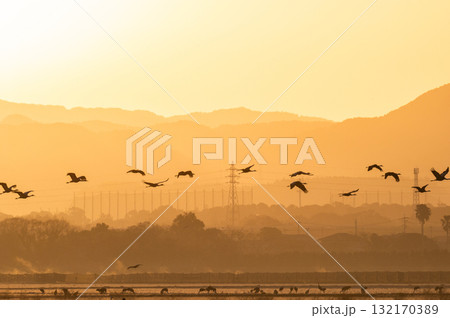 明け方鶴の飛翔 ‐鹿児島県出水‐ 132170389