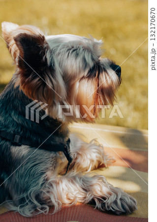 Yorkshire Terrier dog relaxing outdoors on summer day, lying on colorful blanket in green grass. Cozy pet lifestyle, outdoor leisure, companion animal concept, authentic candid moment. Yorkshire Terrier dog relaxing outdoors on summer day, lying on colorful blanket in green grass. Cozy pet lifestyle, outdoor leisure, companion animal concept, authentic candid moment. 132170670