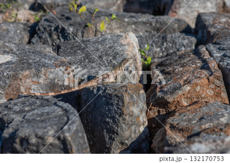 カーバ遺跡－マヤ文明の石造建築 132170753
