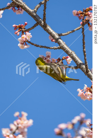 梅の蜜を吸うメジロ 132170787