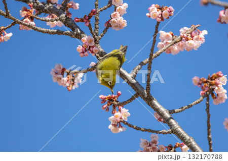 梅の蜜を吸うメジロ 梅の蜜を吸うメジロ 132170788