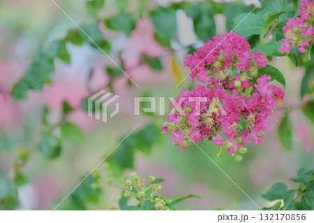 美しい百日紅の花と流れるような葉 132170856