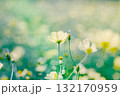 レトロな雰囲気の黄色い秋桜 132170959