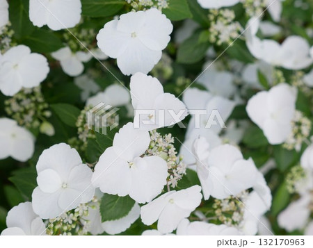 花 フラワー お花 132170963