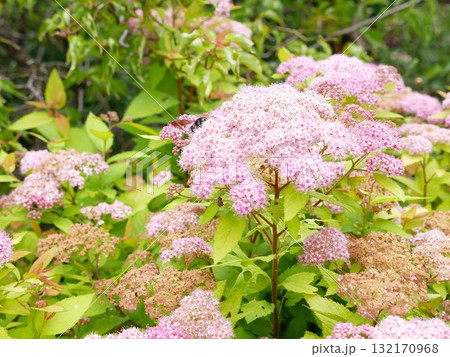 シモツケ キシモツケ シモツケ属 132170968