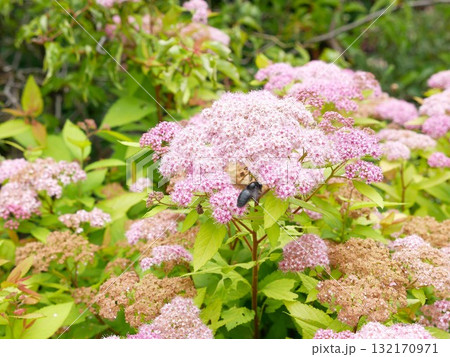 シモツケ キシモツケ シモツケ属 132170971