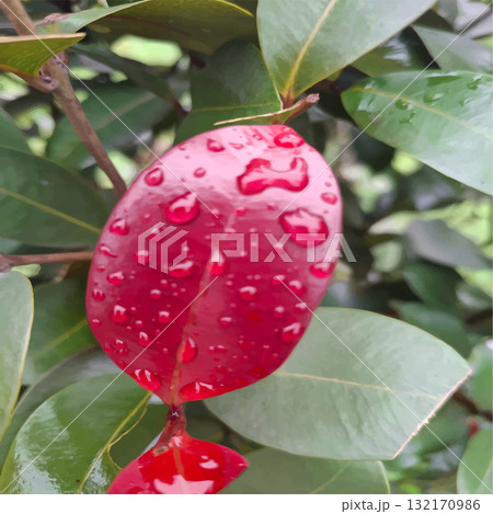 Close-Up Of Red Leaf With Water Droplets On Green Foliage In Garden Nature Scene Close-Up Of Red Leaf With Water Droplets On Green Foliage In Garden Nature Scene 132170986