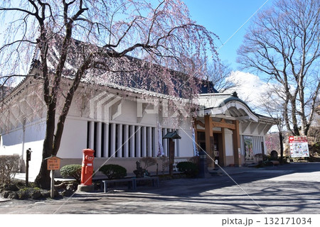 長野県 小諸城址懐古園の徴古館(小諸城歴史宝物館)と満開枝垂桜 長野県 小諸城址懐古園の徴古館(小諸城歴史宝物館)と満開枝垂桜 132171034