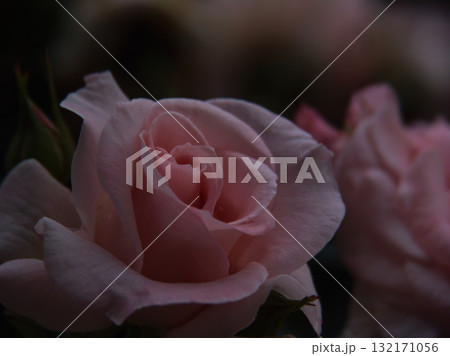 6月に美しく咲いたピンク色のバラ「ブライダル･ピンク」 132171056