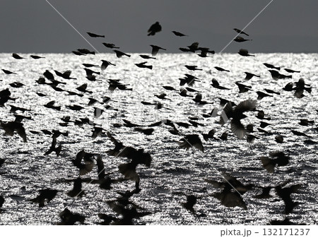 ヒヨドリ群れ 132171237