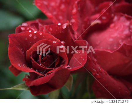 雨の降る6月に美しく咲いた茶色いバラの花「ブラックティー」 132171275