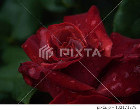 雨の降る6月に美しく咲いた茶色いバラの花「ブラックティー」 132171279