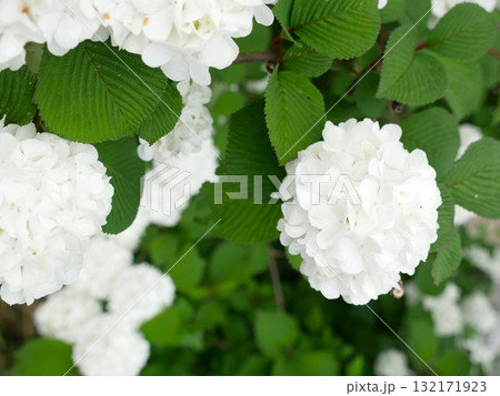 花 フラワー お花 132171923