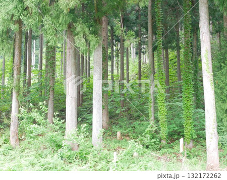 自然 天然 ナチュラル 132172262