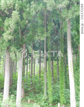 自然 天然 ナチュラル 132172264