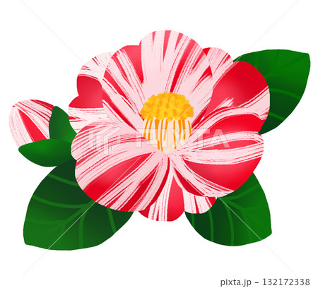 冬に美しく咲く絞り模様のツバキの花と蕾 132172338