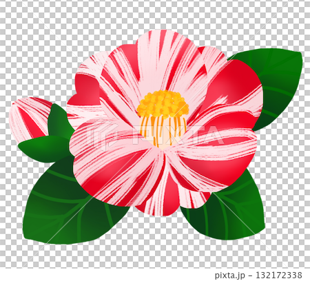 冬に美しく咲く絞り模様のツバキの花と蕾 132172338