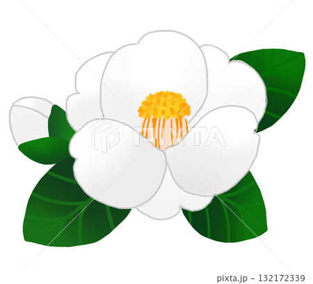 冬に美しく咲く白いツバキの花と蕾 132172339
