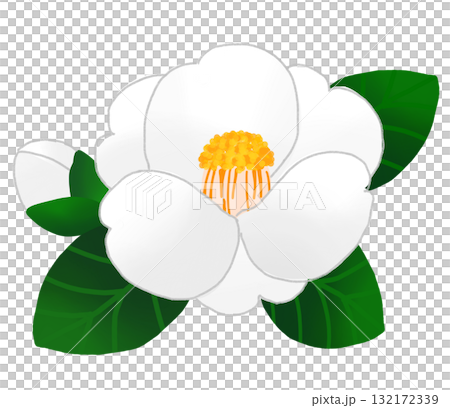 冬に美しく咲く白いツバキの花と蕾 132172339