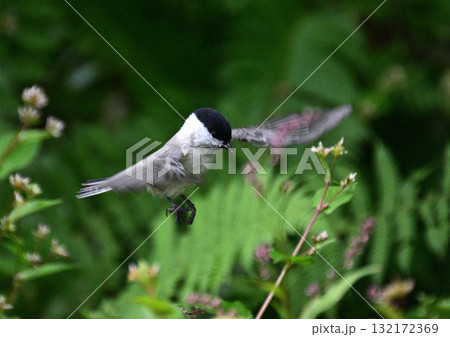 ハシブトカラ 132172369