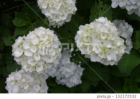 白い紫陽花 132172532
